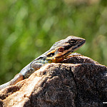 Thumb for Flinders Ranges